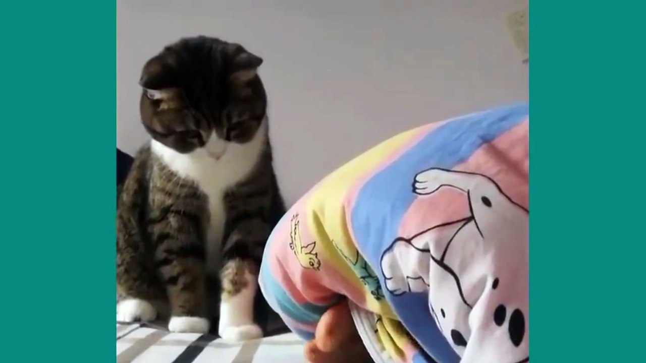 Funniest Cats and Dogs | Funny Animal Videos | Fun Shorts #503