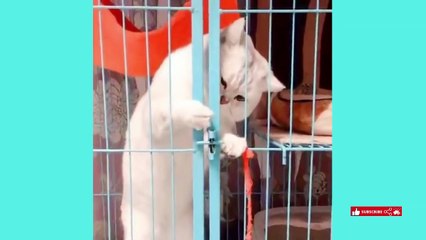 Funniest Cats and Dogs | Funny Animal Videos | Fun Shorts #504