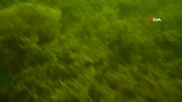 Marmara denizi su altı kamerasıyla böyle görüntülendi