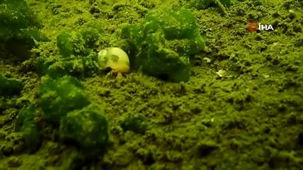 Marmara Denizi'nde müsilaj yok: Su altı kamerasına yansıdı