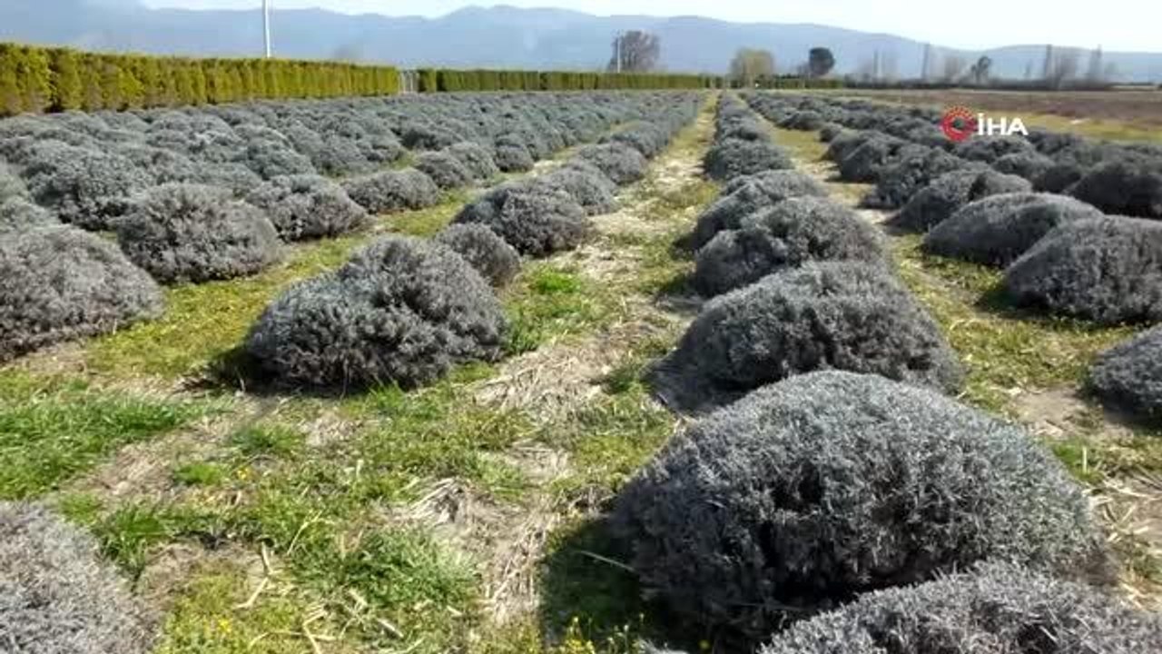 Balıkesir Tıbbı ve Aromatik Bitki Yetiştiriciliği Eğitim Merkezi oldu