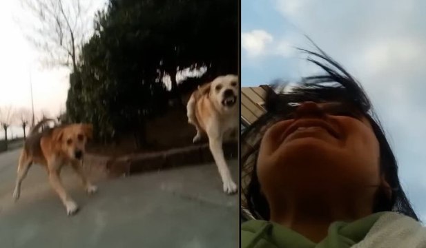 Üniversite kampüsünde başıboş köpek dehşeti