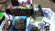 1-12-22.  Preparing For Spring-Planting Flower Seeds On A Warm Winter Day.