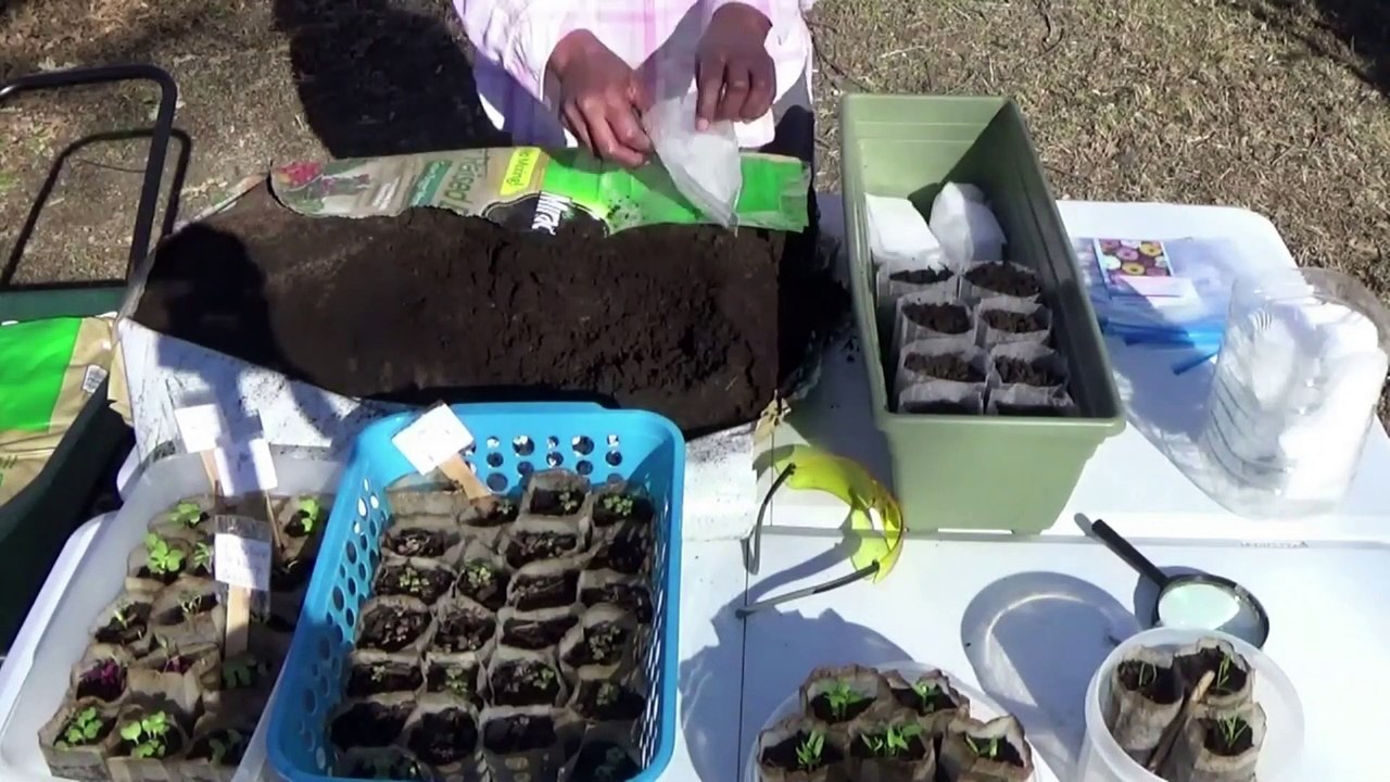 1-12-22.  Preparing For Spring-Planting Flower Seeds On A Warm Winter Day.