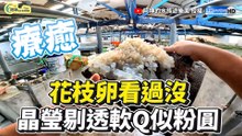 花枝卵一顆顆排排站 晶瑩剔透似粉圓
