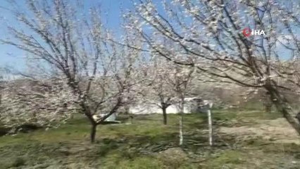 Kış yerini bahara bıraktı, ağaçlar çiçek açtı
