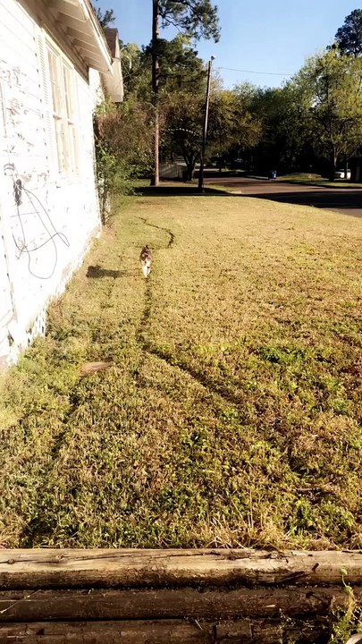 Kitty Walks Along Well Beaten Path
