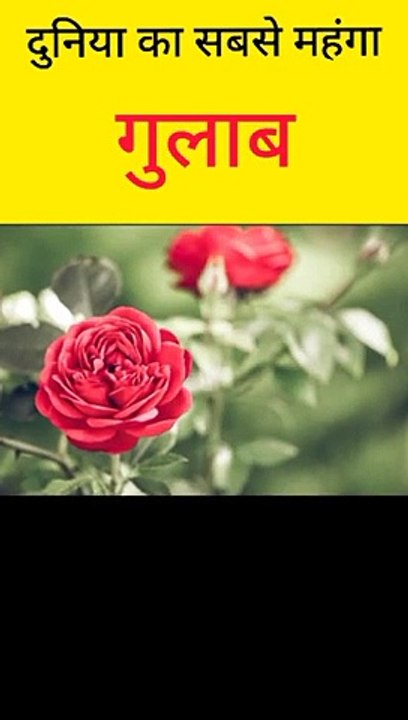 #fact world का सबसे महंगा rose  कौन सा है  #shorts