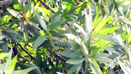 Two Different Type of Rufous Treepie Call - Sounds - Songs - Voice - Vocals - Chirp