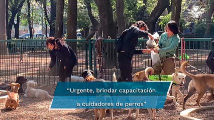 Van por regulación para paseadores de mascotas en la CDMX