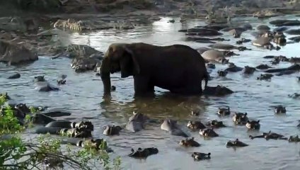 Cet hippopotame s'amuse à embêter un éléphant