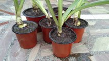 Amaryllis Lily Repotting | Right Time and Soil Mix