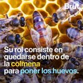 Los tres roles en una colmena de abejas 