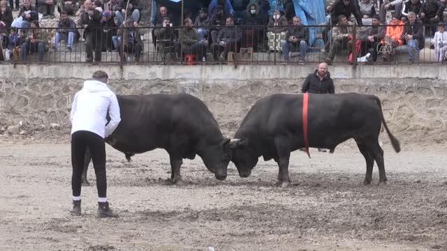 27. Yusufeli Sarıgöl Geleneksel Boğa Güreşleri Festivali sona erdi