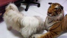 Taotao and Tiger, his best friends in his childhood