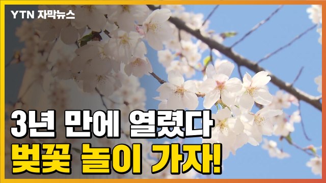[자막뉴스] 올해는 벚꽃 본다!...3년 만에 열리는 여의도 벚꽃길 / YTN