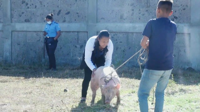 INTA entrega 200 bonos de cerdas a familias de Madriz