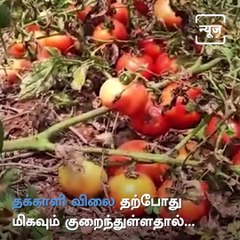 Farmer Exploits Tomato Plants Due To Price Drop