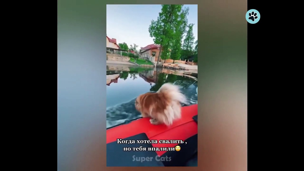 Funny Animals Reacting to Food - Best Animal Videos - Best Of The 2022 Funny Animal Videos