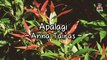 Anna Tairas - Apalagi (Official Lyric Video)