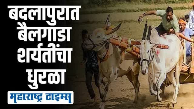तब्बल ६०० बैलजोड्या आणि हजारो प्रेक्षकांच्या उपस्थितीत पार पडली बैलगाडा शर्यत