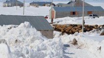 4 metreye ulaşan kar nedeniyle besiciler zor günler geçiriyor