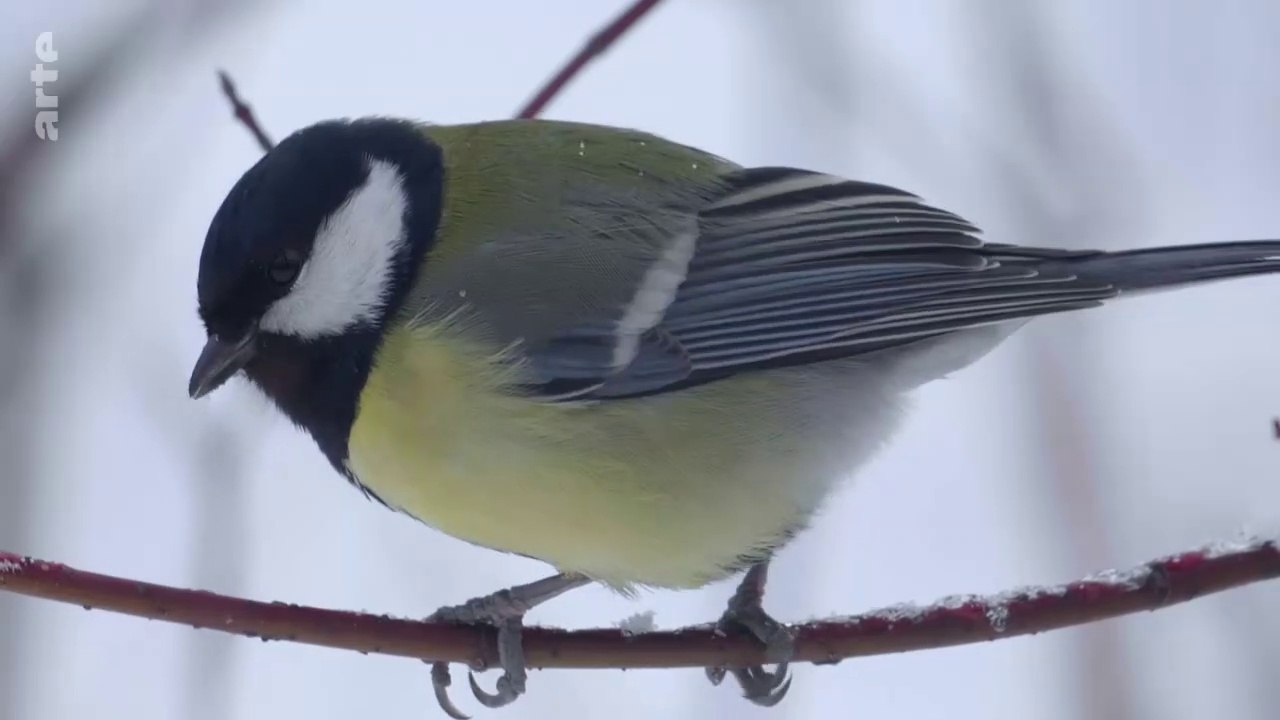 Tel un furtif joyeux ensoleillement, la mésange charbonnière. Parus major