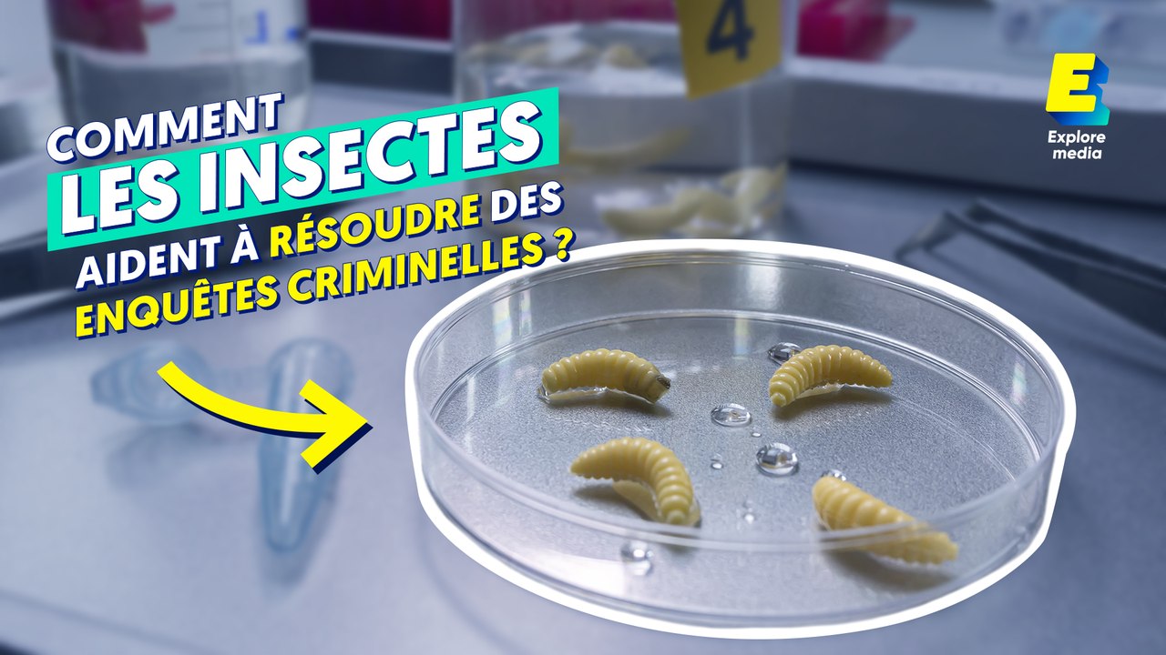Comment des experts datent la mort avec des insectes