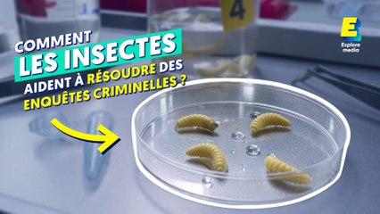 Comment des experts datent la mort avec des insectes