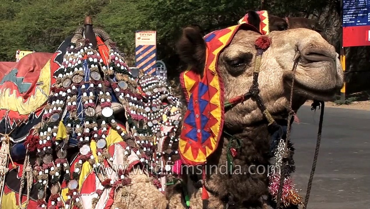 Safari on camels _ Udaipur, Rajasthan
