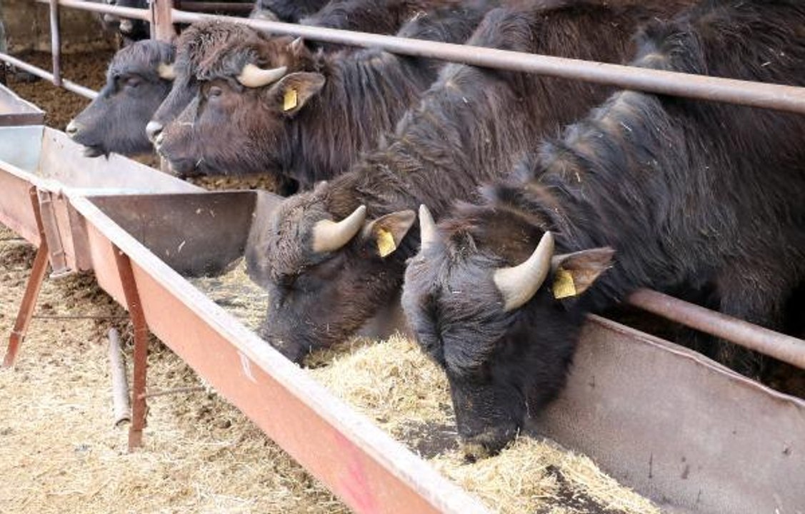 GENİ GELİŞTİRİLEN MANDALARIN ET VE SÜT VERİMİ ARTTI