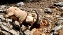 Tunceli'de koruma altında bulunan yaban keçileri görüntülendi
