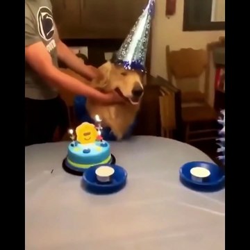 These Golden Retriever Puppies Will Brighten Your Day - Funny and Cute Golden Retriever