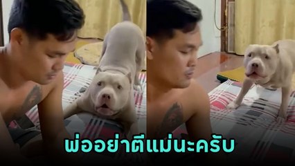 เอ็นดู ตูบเห็นพ่อตีแม่ จะห้ามก็กลัวพ่อดุ ก่อนใช้วิธีน่ารัก ได้ใจโซเชียลเต็ม ๆ