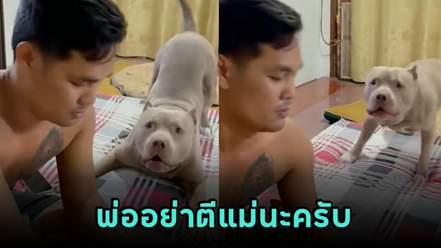 เอ็นดู ตูบเห็นพ่อตีแม่ จะห้ามก็กลัวพ่อดุ ก่อนใช้วิธีน่ารัก ได้ใจโซเชียลเต็ม ๆ