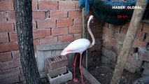 Tuz Gölü'ndeki yaralı flamingonun ayağında İran'a ait çip bulundu