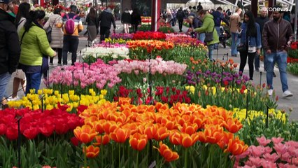 Королевский парк цветов Кёкенхоф принимает гостей