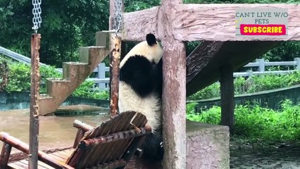 Cute Panda Bear Video Compilation