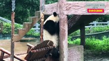 Cute Panda Bear Video Compilation