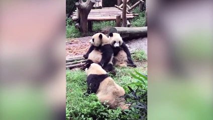 Cute Panda Doing Funny Things