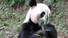 cute panda