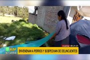 Huaraz: envenenan a perros para robar y familia pide justicia