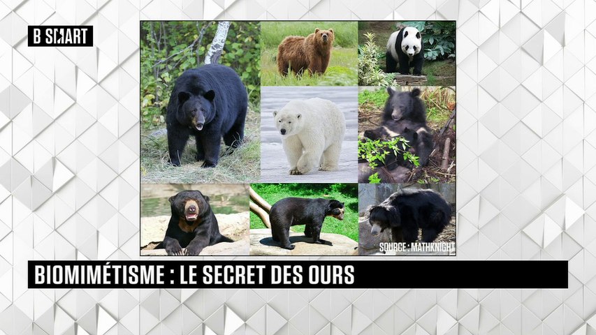 Biomimétisme : le secret des ours