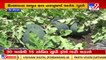 Somnath farmers striking gold with watermelon farming_ TV9News