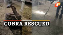 WATCH | Cobra Rescued From Inside Box