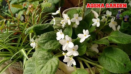 African Violet - Vioces Flower