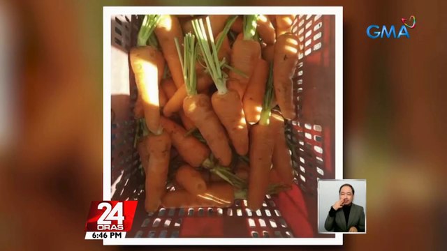 Ilang magsasaka sa Benguet, ipinamimigay na lang ang mga tanim na carrots dahil walang bumibili; 20-40% ang bawas sa order dahil sa dami ng mga smuggled na carrots | 24 Oras