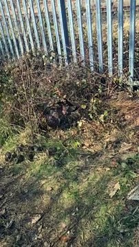 Distressed deer rescued by good samaritans after becoming trapped in fence in Chesterfield
