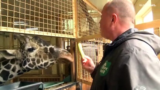 Слон и война — несовместимые вещи : новая жизнь в Киевском зоопарке