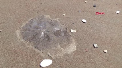 ÖLÜ DENİZANALARI SAHİLE VURDU